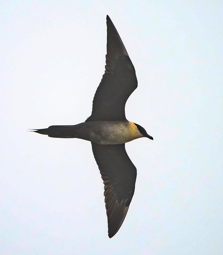 A near-adult Long-tailed Jaeger - Coffin Island, NS